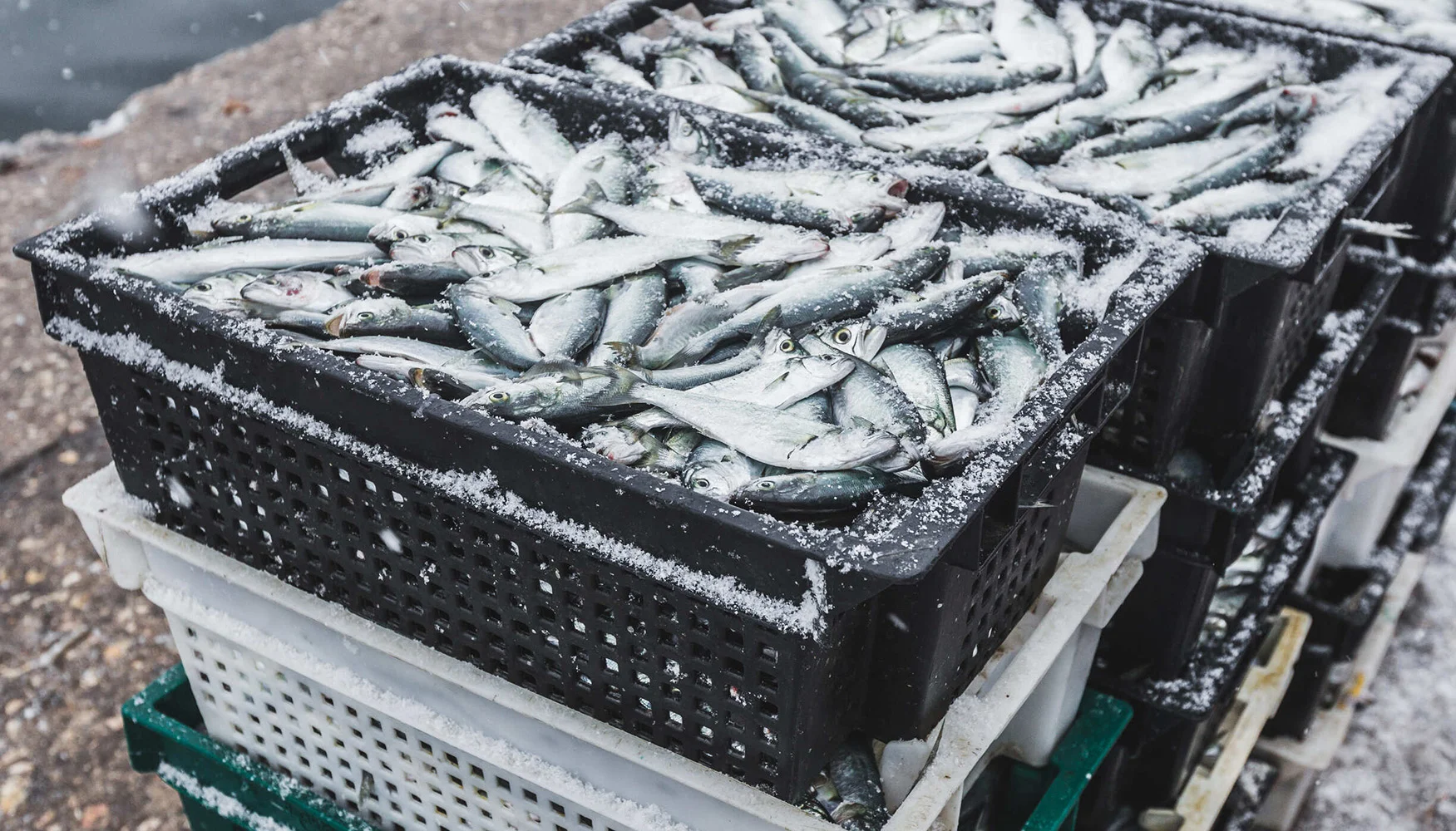 Cajones con pescado recién descargado